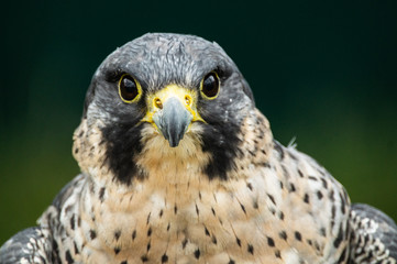 Peregrine falcon close up of head and shoulders showing yellow bill and eye reflection