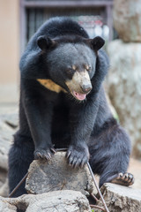 Fototapeta premium brown bear in the zoo