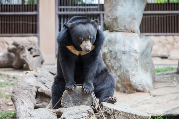 brown bear in the zoo