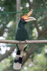 great hornbill © Supachai