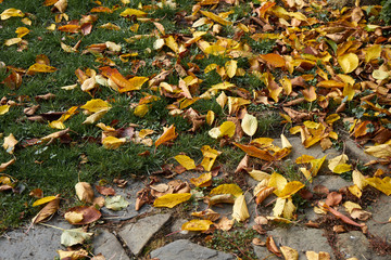 Obraz premium Autumn background with fallen leaves on fresh green grass and stone pavement