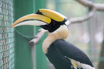 hornbill © Supachai