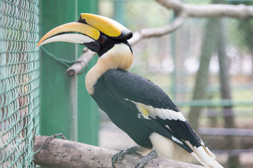 hornbill © Supachai