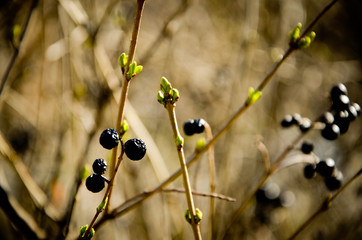 berries on a tree