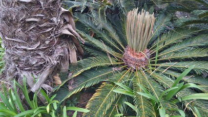 Fototapeta premium Cycas plant in the garden