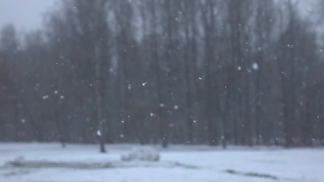 Snow falling in front of forest. Slow motion.