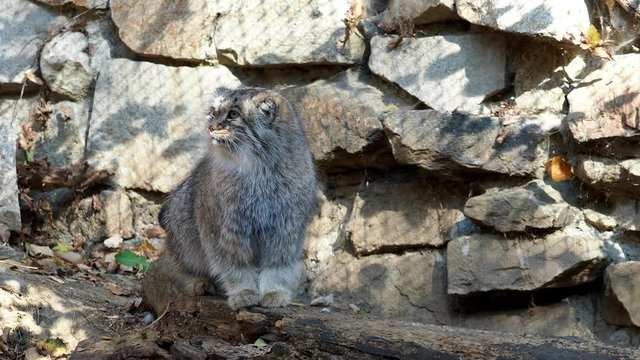Manul or Pallas cat, Otocolobus manul, cute wild cat from Asia.
