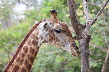 giraffe in zoo