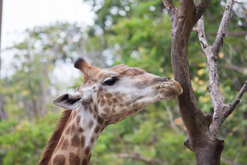 giraffe in zoo