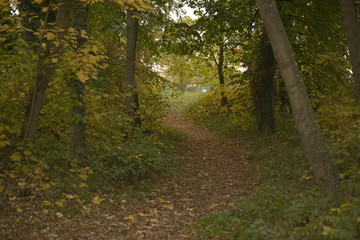 Herbst Wald bunte Blätter