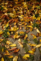Autumn background with fallen leaves on the stone pavement