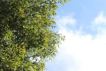 colibrí © roselosfoto