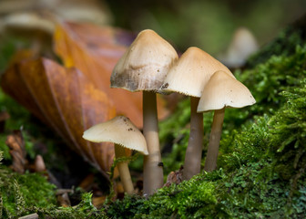 Mycena Arcangeliana. Angles Bonnet , Fungi.