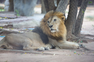 male lion