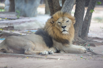 lion in zoo