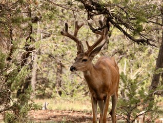 Naklejka na ściany i meble Mule Deer Buck Amongst Trees in Grand Canyon National Park