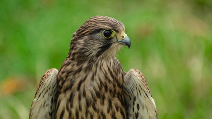 Falcon Hawk close up photo showing wings and head with eye refelctionand beak