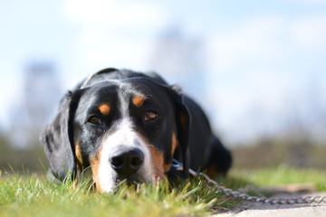 Entlebucher Sennenhund liegt entspannt auf dem Rasen
