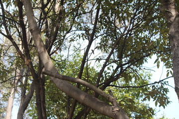 colibrí © roselosfoto