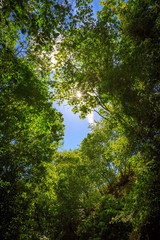 View through the green leaves and trees of the jungle into the blue sky. Puerto Plata, Dominican Republic.
