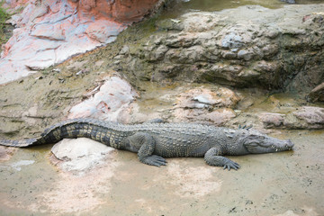 crocodile