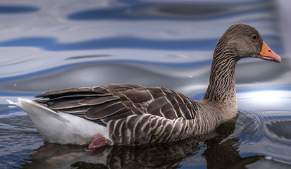 Ente eins