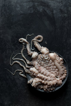 Raw octopus on plate