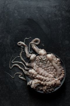 Raw octopus on plate