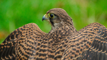 Falcon Hawk close up photo showing wings and head with eye refelctionand beak