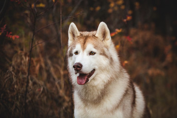 Close-up Portrait of gorgeous Beige Siberian Husky in autumn season in the bright autumn forest