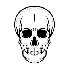 Skull isolated on the white background, monochrome style, vector
