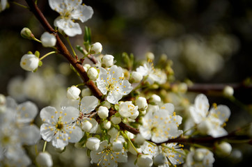 blossoming