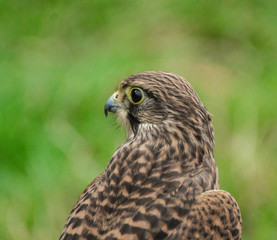 Falcon Hawk close up photo showing wings and head with eye refelctionand beak