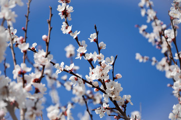 Obraz premium flowers in spring