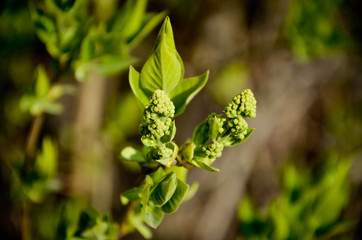 Spring
