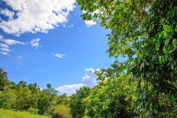 Green jungle and blue sky in the mountains of Puerto Plata, Dominican Republic.