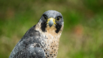 Close up of Falcon Hawk