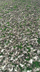 Autumn foliage beige yellow