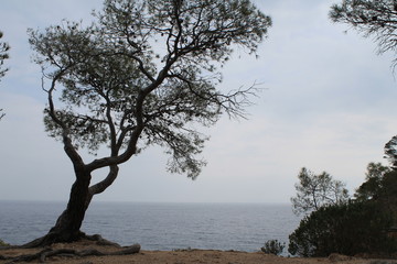 Silueta de árbol y horizonte del mar