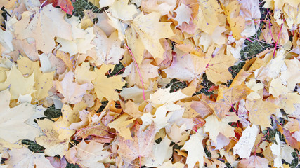 Autumn foliage beige yellow