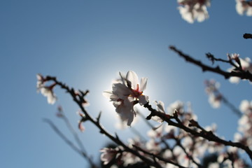 Flor de almendro en primavera