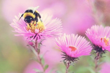 Hummel im Spätsommer auf Blume