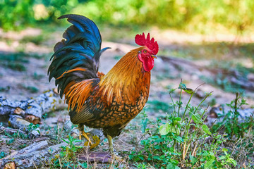Rooster (Gallus Gallus Domesticus)