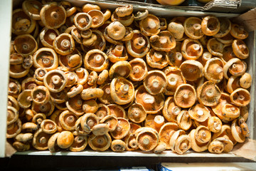 Close up view champignons