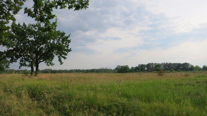 Obraz premium tree in the field