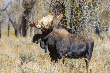 Bull Shiras Moose in Fall