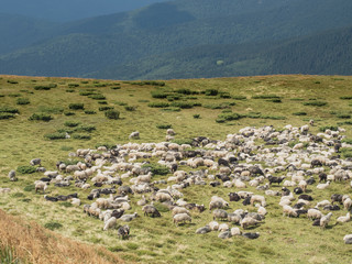 Fototapeta na wymiar Herd of sheep are grazing on mountain pasture. Carpathians mountains at summer, west Ukraine. Far hillsides covered with dense forest of green pines and firs. Nature landscape. Blurred background