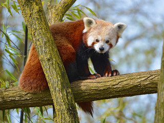 Fototapeta premium Panda czerwona (Ailurus fulgens) na gałęzi