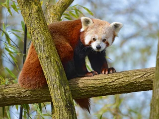 Crédence de cuisine en verre imprimé Panda Le panda roux (Ailurus fulgens) sur branch tree
