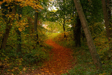 Herbst Wald bunte Blätter